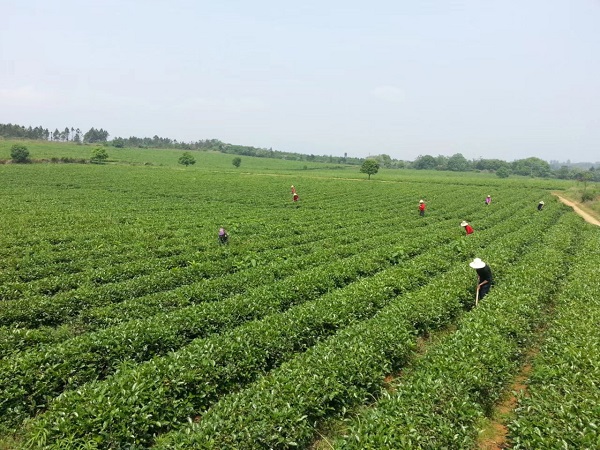 發揮優勢 主動服務 助力春茶生產