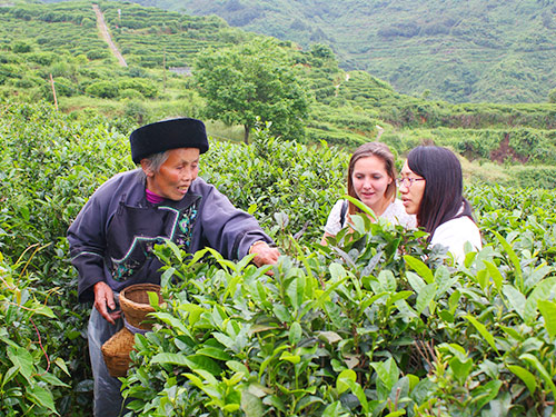 茶農培訓