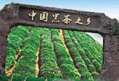 益陽打造全國黑茶產業中心